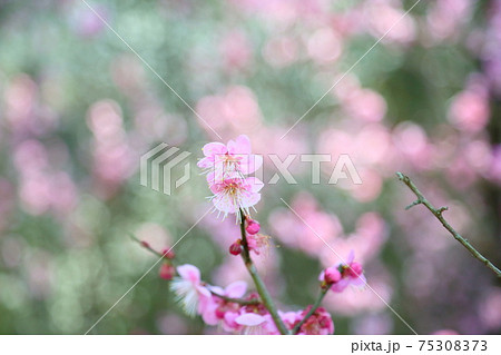 梅の花　道知辺 75308373