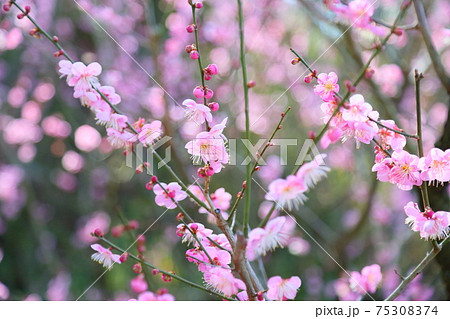 梅の花　道知辺 75308374