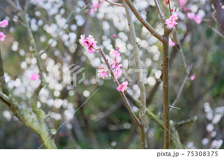 梅の花　道知辺 75308375