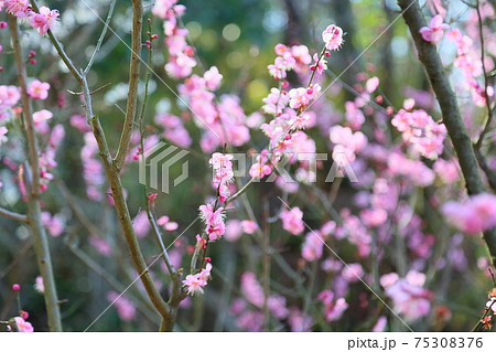 梅の花　道知辺 75308376