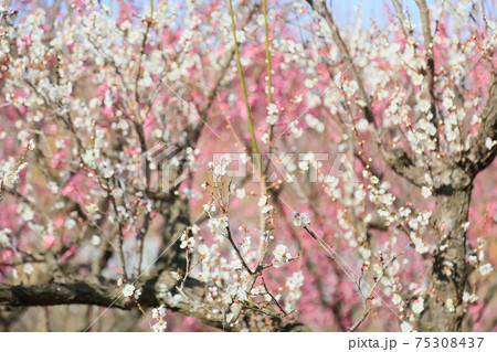 白梅の花 冬至 白梅の花 冬至 75308437