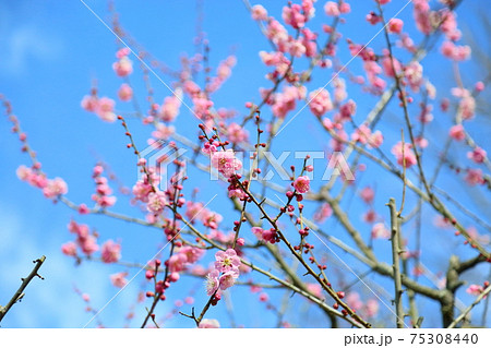 梅の花　道知辺 75308440