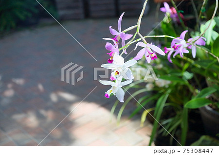 洋ランの花 レリア 洋ランの花 レリア 75308447