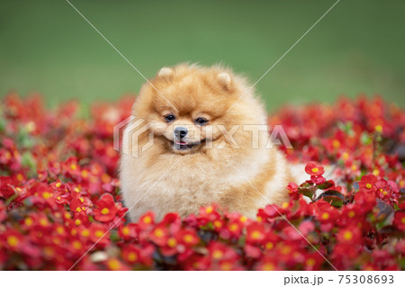 Cute small orange pomeranian spitz dog sitting in summer flowers and smiling. Pet portrait at nature. 75308693