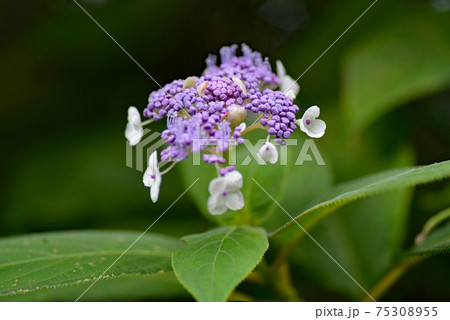 タマアジサイ タマアジサイ 75308955