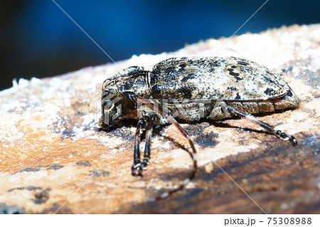 ナガゴマフカミキリ ナガゴマフカミキリ 75308988