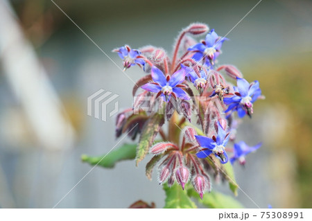 ボリジの花 ボリジの花 75308991
