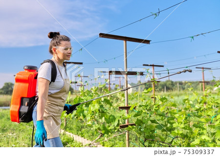 Woman gardener farmer with backpack pressure sprayer sprays vineyard in spring season Woman gardener farmer with backpack pressure sprayer sprays vineyard in spring season 75309337