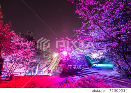 延岡城跡の桜ライトアップ 75309554
