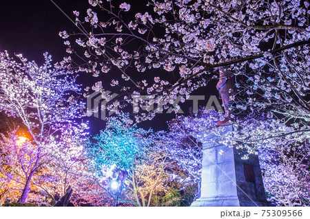 延岡城跡の桜ライトアップ 75309566