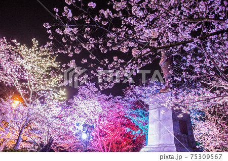 延岡城跡の桜ライトアップ 75309567