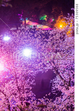 延岡城跡の桜ライトアップ 75309568