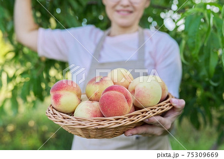 Fresh ripe peaches in basket in hands of woman, garden with peach trees 75309669