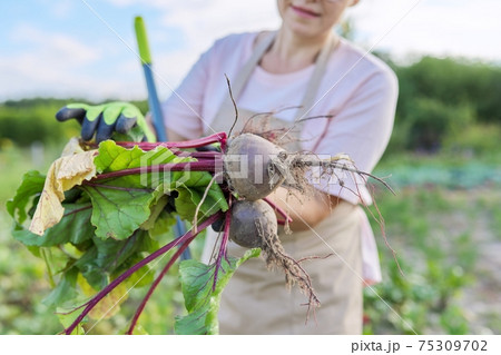Woman farmer with fresh beets at farm, beetroots with leaf 75309702