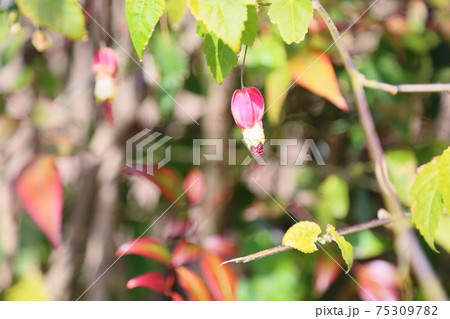 チロリアンランプの花 チロリアンランプの花 75309782