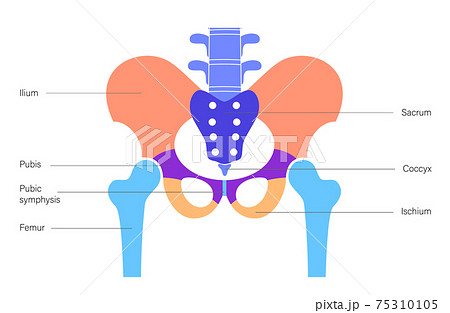 Pelvis bones and muscle Pelvis bones and muscle 75310105