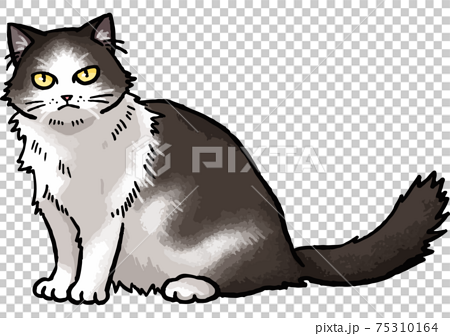 手描きベクター動物イラスト素材 座っている長毛の白黒猫のイラストのイラスト素材