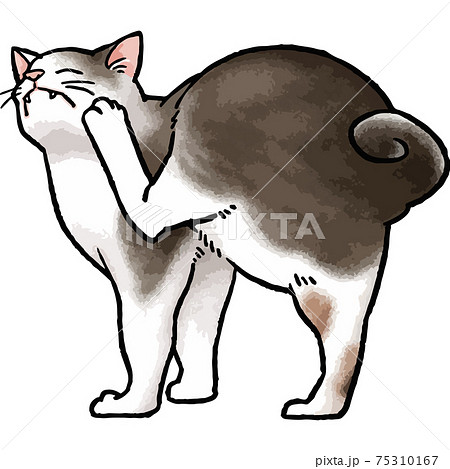 手描きベクター動物イラスト素材 毛づくろいをしているキジトラ白猫のイラストのイラスト素材