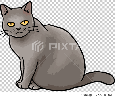 手描きベクター動物イラスト素材 座っているグレーの猫のイラストのイラスト素材