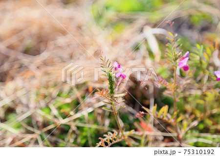 カラスノエンドウの花 75310192