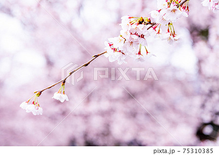 【山梨県】勝沼ぶどう郷の甚六桜 【山梨県】勝沼ぶどう郷の甚六桜 75310385