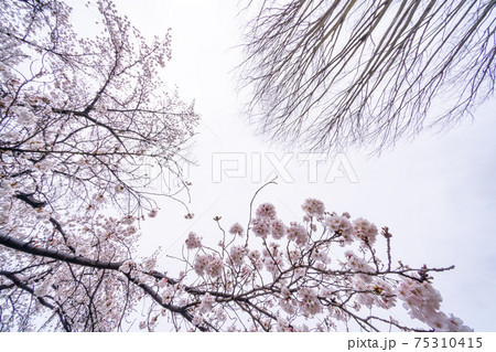 【山梨県】勝沼ぶどう郷の甚六桜 【山梨県】勝沼ぶどう郷の甚六桜 75310415