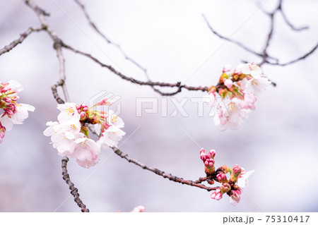 【山梨県】勝沼ぶどう郷の甚六桜 75310417