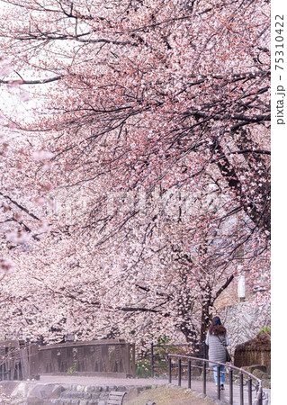 【山梨県】勝沼ぶどう郷の甚六桜 75310422