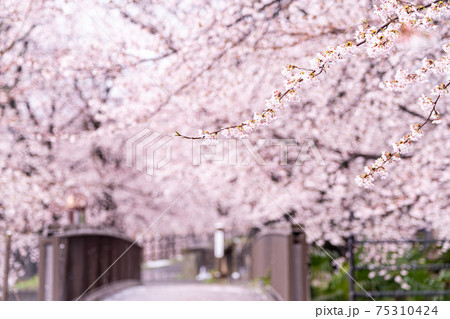 【山梨県】勝沼ぶどう郷の甚六桜 75310424