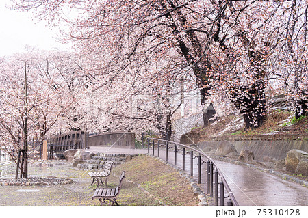 【山梨県】勝沼ぶどう郷の甚六桜 【山梨県】勝沼ぶどう郷の甚六桜 75310428