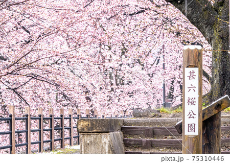 【山梨県】勝沼ぶどう郷の甚六桜 【山梨県】勝沼ぶどう郷の甚六桜 75310446