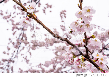 【山梨県】勝沼ぶどう郷の甚六桜 【山梨県】勝沼ぶどう郷の甚六桜 75310449