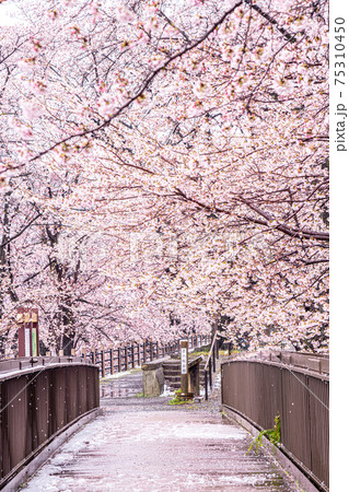 【山梨県】勝沼ぶどう郷の甚六桜 【山梨県】勝沼ぶどう郷の甚六桜 75310450
