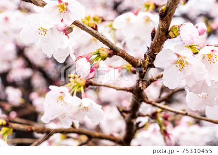 【山梨県】勝沼ぶどう郷の甚六桜 75310455