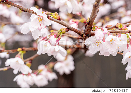 【山梨県】勝沼ぶどう郷の甚六桜 75310457