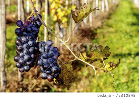 Bunch of grapes of Valpolicella wine. 75310848