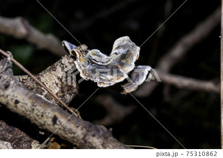 A mushroom on a branch. 75310862