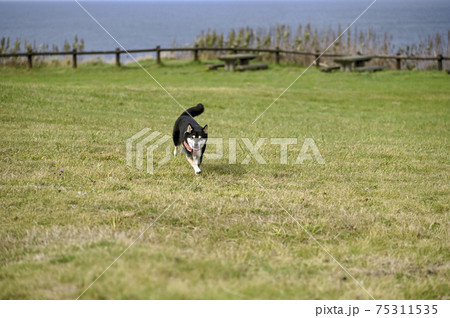 能取岬を疾走する黒柴 能取岬を疾走する黒柴 75311535