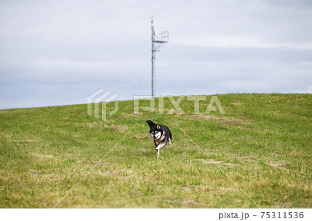 能取岬を疾走する黒柴 75311536
