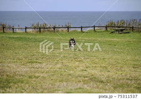 能取岬を疾走する黒柴 75311537