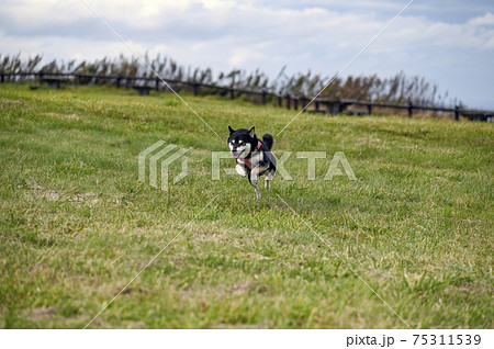 能取岬を疾走する黒柴 75311539