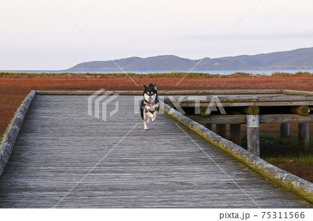 さんご草が広がる能取湖畔を疾走する黒柴 さんご草が広がる能取湖畔を疾走する黒柴 75311566