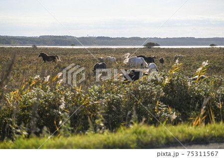 涛沸湖畔の馬の放牧 75311567