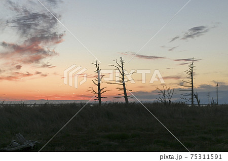 秋の夕暮れ　トドワラ 75311591