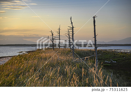 秋の夕暮れ　トドワラ 75311625