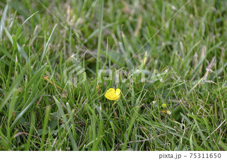 草むらにひっそりと咲くハイキンポウゲ 75311650