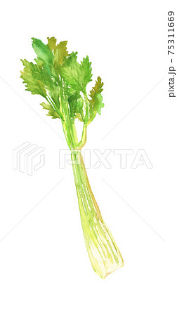 水彩で描いたセロリのイラスト 75311669