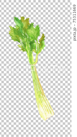 水彩で描いたセロリのイラスト 75311669