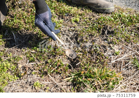 春の農地のネズミ駆除作業 ネズミ穴への薬剤投入 春の農地のネズミ駆除作業 ネズミ穴への薬剤投入 75311759
