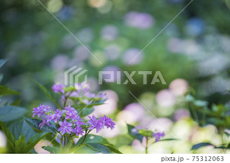 三原三景園 新緑の光に映える紫陽花の花の写真素材 [75312063] - PIXTA